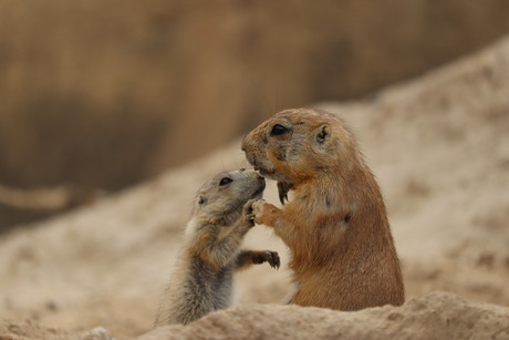 prairihondjes geven elkaar een kus