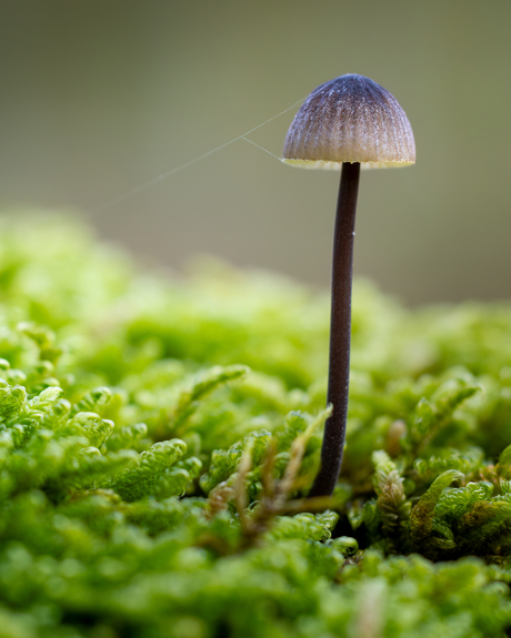 Mini-lampenkapje in het mos