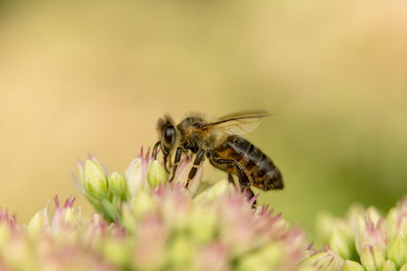 Bij op bloem in achtertuin