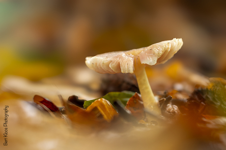 Fraaie herfstkleuren…