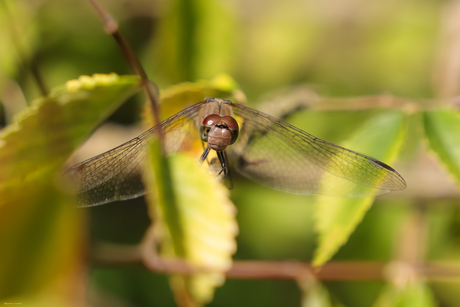 Libelle