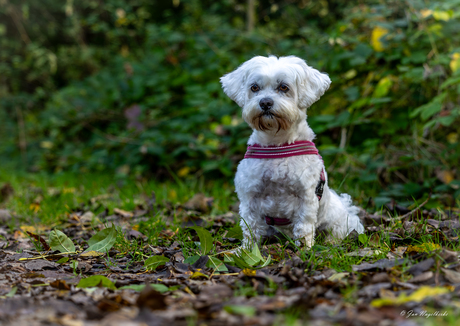 Maltezer poseert in het bos