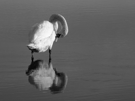 Witte zwaan