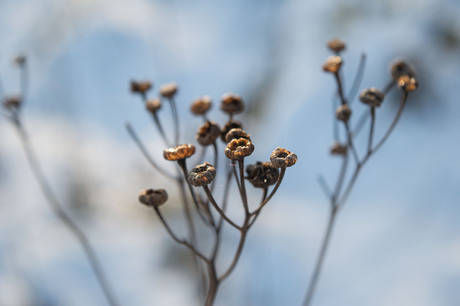 Close-up takjes sneeuw