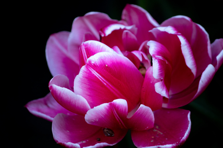 Pioentulp in de kerktuin