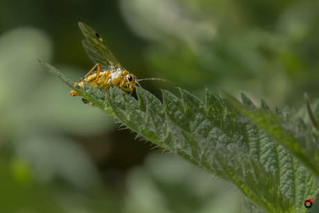 Wespachtig beestje!