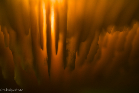 Lamellen van een paddenstoel