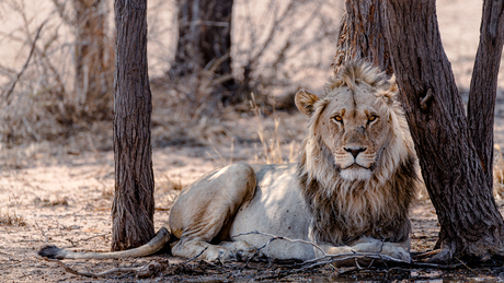 King of Kgalagadi