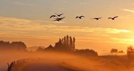 Nevelig landschap met ganzen in de vlucht