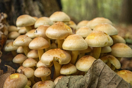 bosje Paddestoelen in de Ennemaborg.
