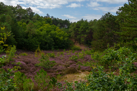 Heide in bloei