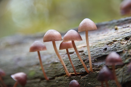 Grote Bloedsteelmycena