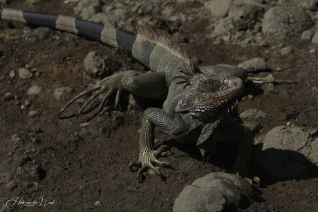 Groene leguaan (wildlife) - Costa Rica