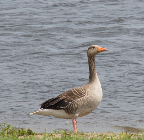 Grauwe gans