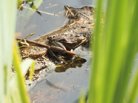 op pad met een kikker of pad