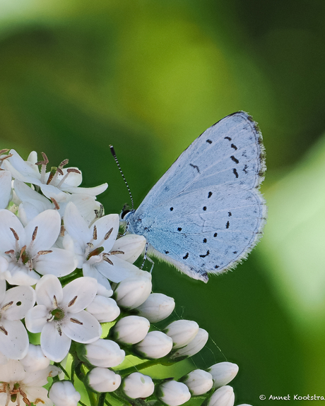Boomblauwtje