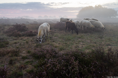 Schaapskudde en heide in Exloo