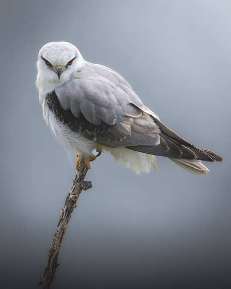 Australische Grijze Wouw