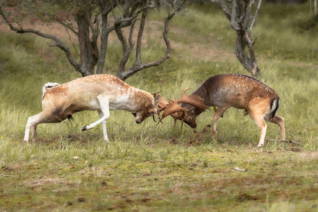 Vechtende Damherten