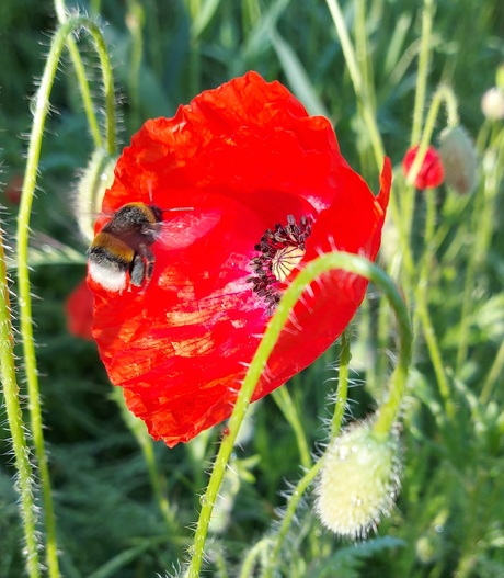 Bloemetje en hommel