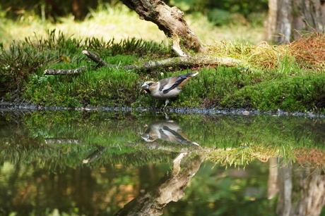 Appelvink met straaltje water