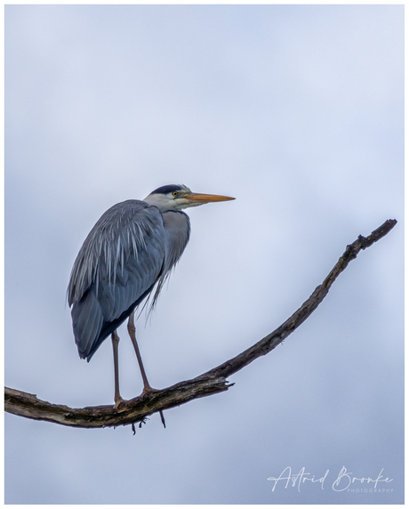 Reiger die het hogerop zoekt.