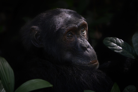 Chimpansee in het tropische regenwoud.