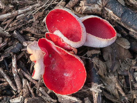 Rode kelkzwammen.