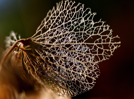 herfst in eigen tuin