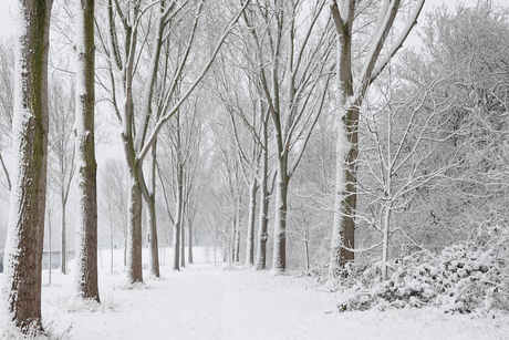 Populieren in de sneeuw