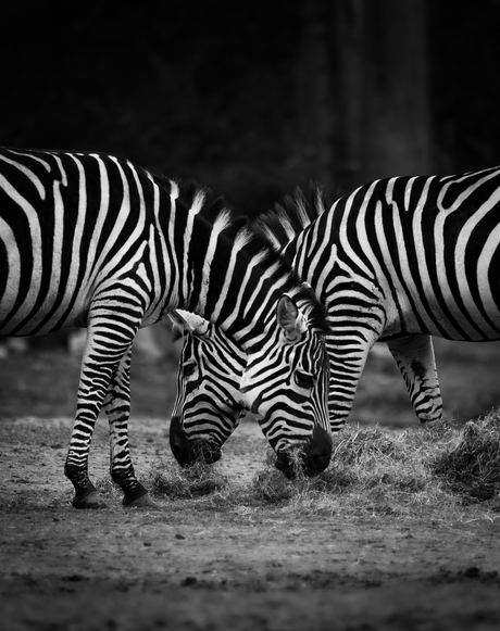 Zebra's