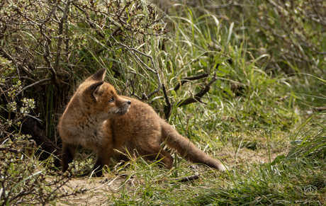 Jonge vos ontdekt de geluiden van de wildernis