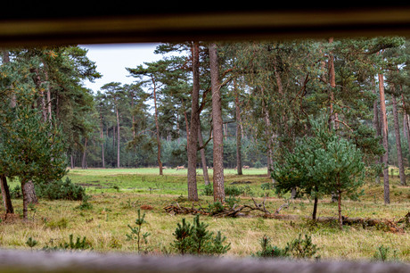 Hertjes spotten in de Veluwe