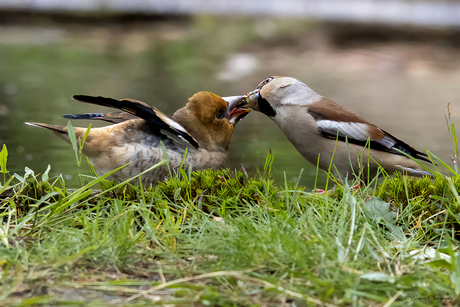 Vogel liefde