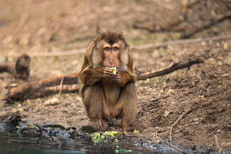 Dieren in Burgers’ Zoo