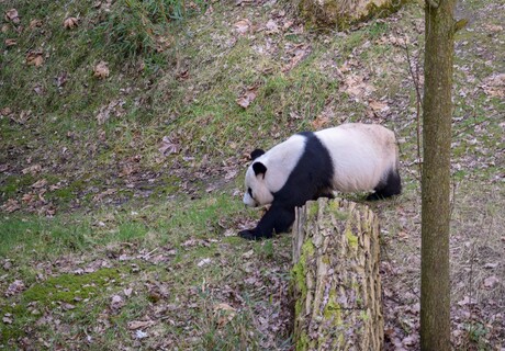 Reuzenpanda lekker aan de loop