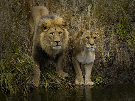 Wachten op een lekker hapje