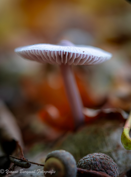 deze is ook lief vind je niet