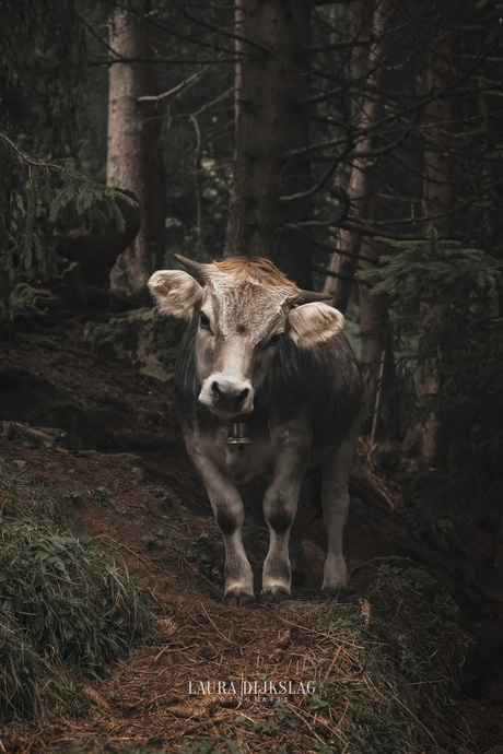 Jonge koe in de Zwitserse Alpen