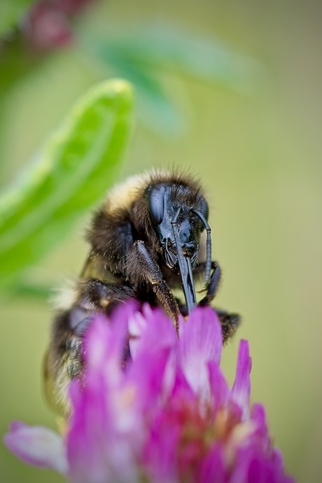 De hommel danst op bloemen