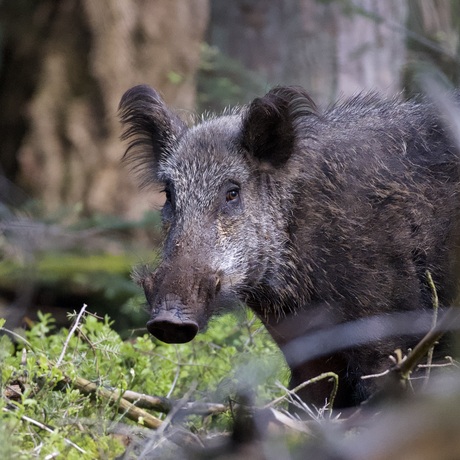 Gezwijnd op de Veluwe