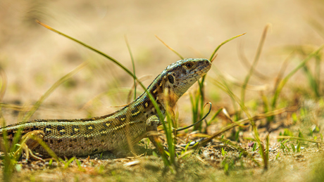 Zandhagedis