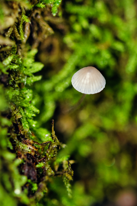 Kleine verstopte paddenstoel