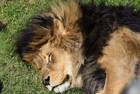 slapende leeuw 