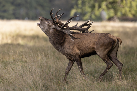 Burlend edelhert