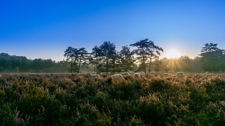 Zonsopkomst op de hei