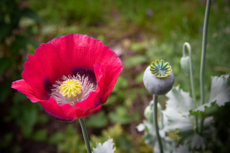 Papaver 