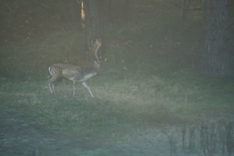 Damhert in de dichte mist