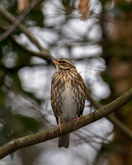 De koperwiek: een wintergast op trek