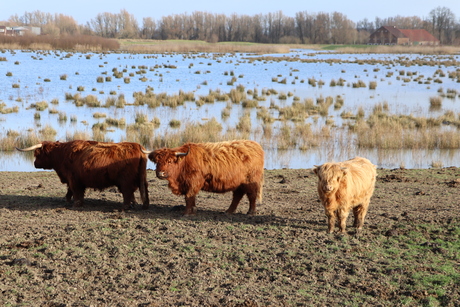 Schotse hooglander